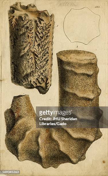 Hand-colored pattern plate engraving of mollusk shell, from the book Mineral Conchology of Great Britain, by the naturalist, biologist, and...