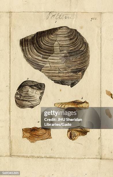 Hand-colored pattern plate engraving of mollusk shell, from the book Mineral Conchology of Great Britain, by the naturalist, biologist, and...