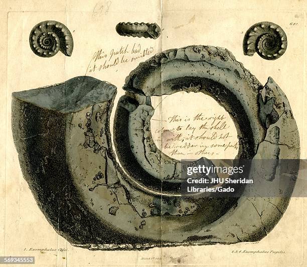 Hand-colored pattern plate engraving of mollusk shell, from the book Mineral Conchology of Great Britain, by the naturalist, biologist, and...