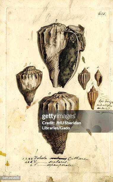 Hand-colored pattern plate engraving of mollusk shell, from the book Mineral Conchology of Great Britain, by the naturalist, biologist, and...