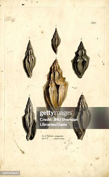 Hand-colored pattern plate engraving of mollusk shell, from the book Mineral Conchology of Great Britain, by the naturalist, biologist, and...