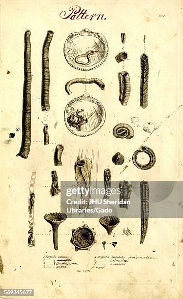 Hand-colored pattern plate engraving of mollusk shell, from the book Mineral Conchology of Great Britain, by the naturalist, biologist, and...