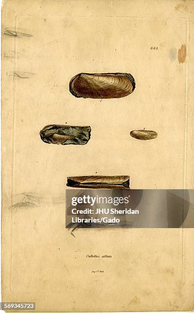 Hand-colored pattern plate engraving of mollusk shell, from the book Mineral Conchology of Great Britain, by the naturalist, biologist, and...