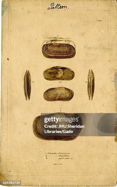 Hand-colored pattern plate engraving of mollusk shell, from the book Mineral Conchology of Great Britain, by the naturalist, biologist, and...