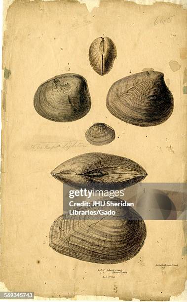 Hand-colored pattern plate engraving of mollusk shell, from the book Mineral Conchology of Great Britain, by the naturalist, biologist, and...