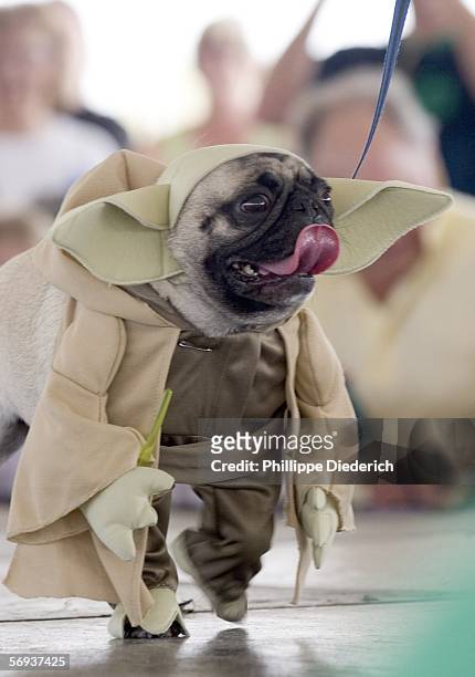Pug dressed as Yoda from the movie Star Wars walks along the runway at the 9th Annual Pug Parade on February 25, 2006 in Bradenton, Florida. 117 pugs...