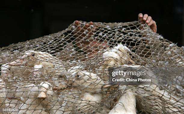 Vendor nets ducks to prevent them from fleeing at a poultry wholesale market February 26, 2006 in Nanjing of Jiangsu Province, China. A nine-year-old...