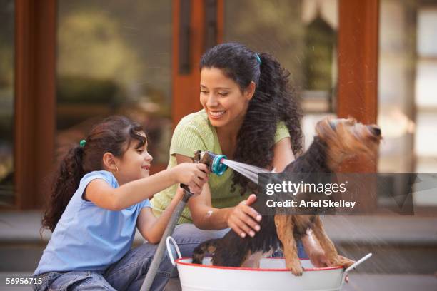 mother and daughter washing dog in tub, smiling - hose stock pictures, royalty-free photos & images