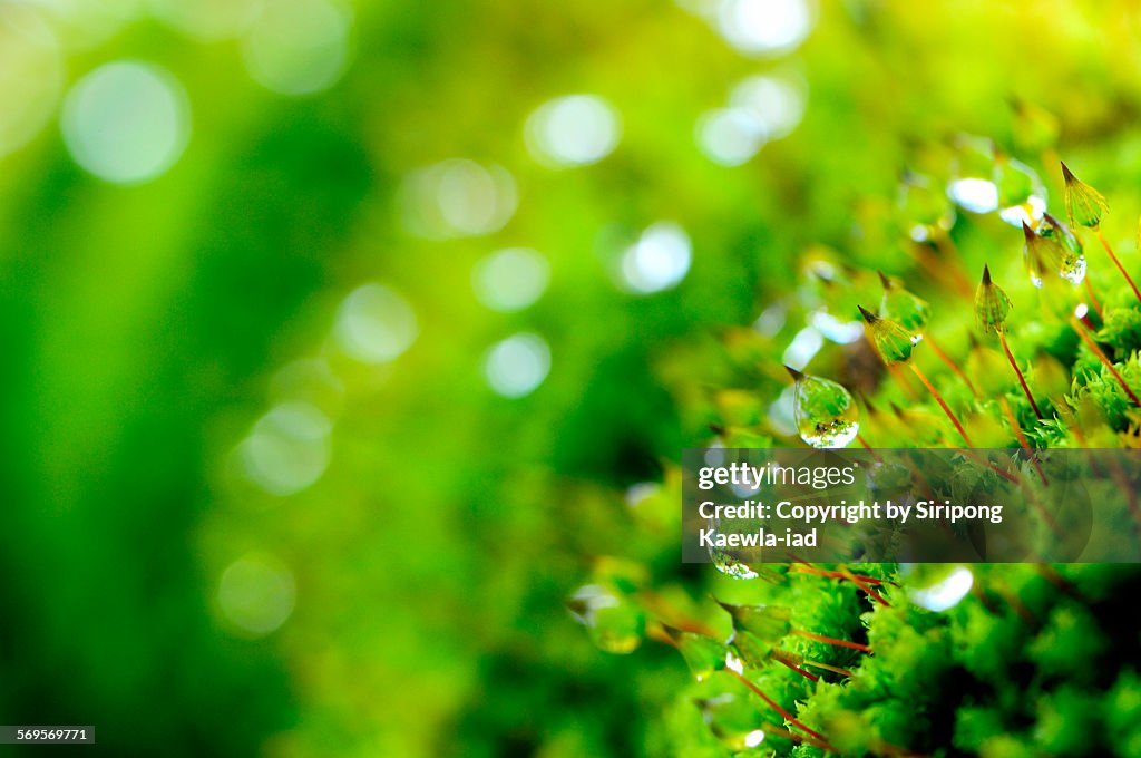 Dewdrops on the moss with bokeh