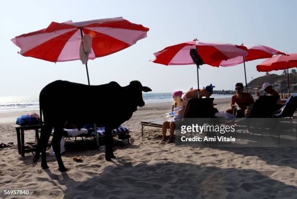 Cow is pictured on the beach as young travellers party, Febraury 27, 2006 in the Indian resort of Goa. The tiny Indian state became known as a hippie...