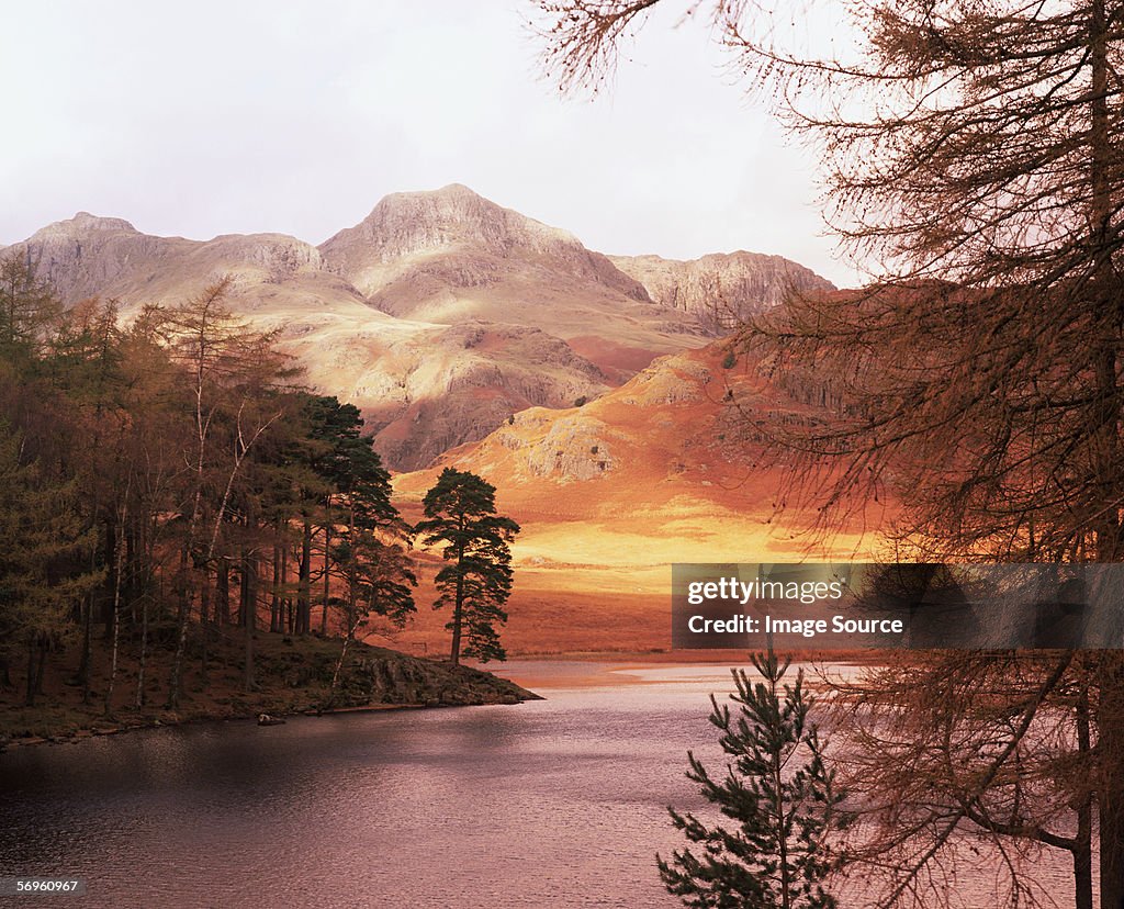 Trees by lake in autumn