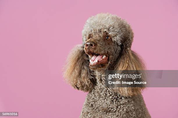 portrait of a poodle - caniche photos et images de collection