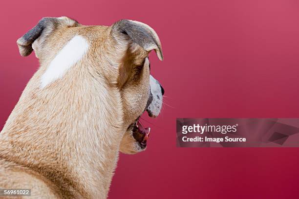 rear view of dog's head - hairy back stock pictures, royalty-free photos & images