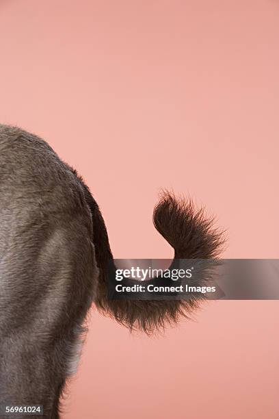 dog tail - tail stock pictures, royalty-free photos & images