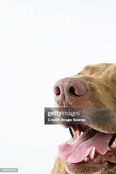 mouth of a dog - snout stock-fotos und bilder