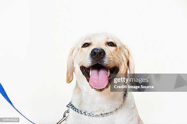 labrador on a lead - labrador retriever ストックフォトと画像