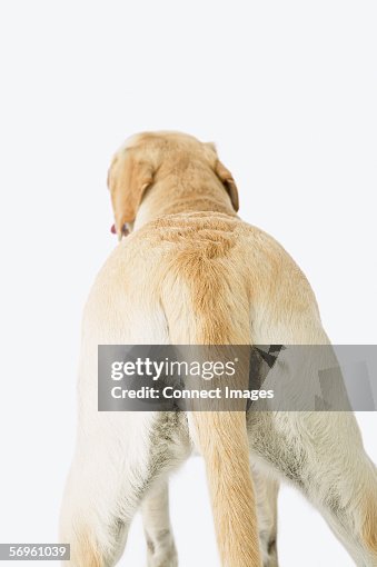 Rear View Of A Labrador High-Res Stock Photo - Getty Images