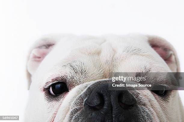 face of a bulldog - animal sniffing stockfoto's en -beelden