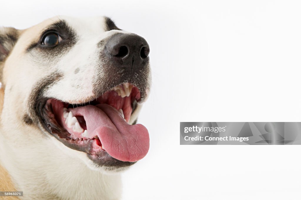 Dog panting