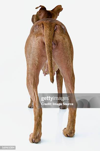rear view of a dog - hinterteil stock-fotos und bilder