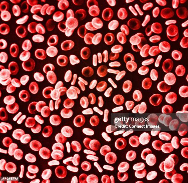 Cell Pattern High Resolution 177 Red Blood Cells Pattern Stock Photos, High-Res Pictures, and Images ...