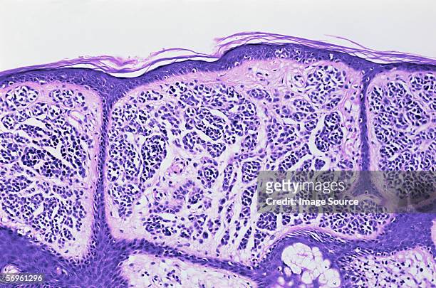 skin - biological cell stock pictures, royalty-free photos & images