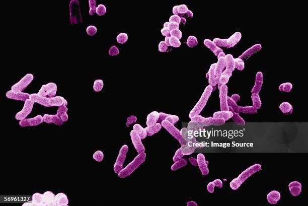 beta haemolytic streptococci bacteria - bacterium stock pictures, royalty-free photos & images