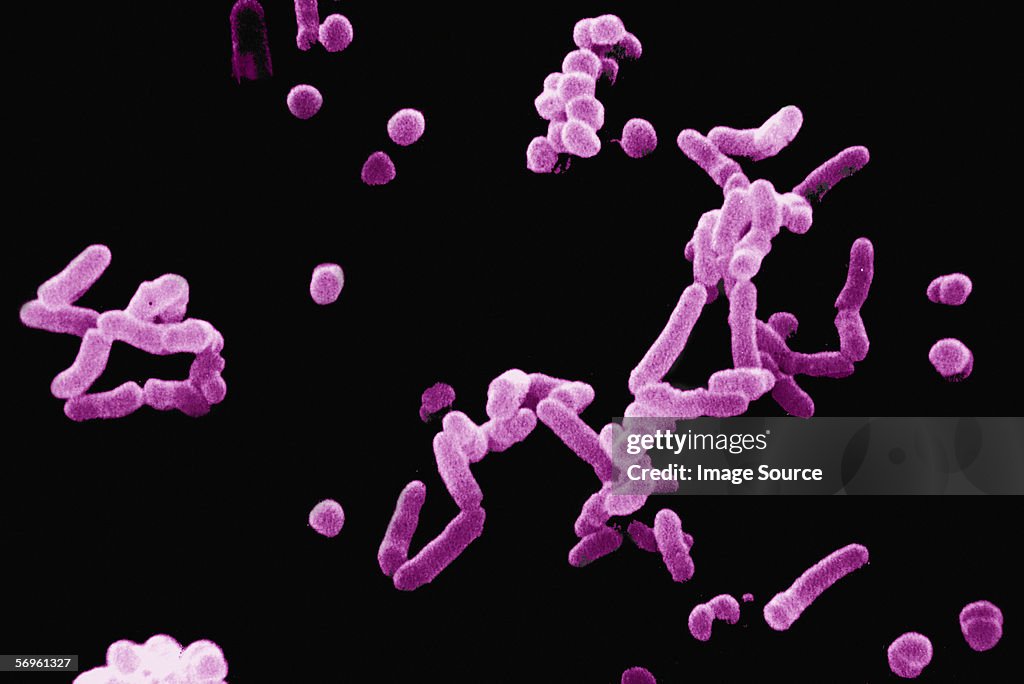 Beta haemolytic streptococci bacteria