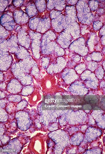 salivary gland - exocrine gland stock pictures, royalty-free photos & images