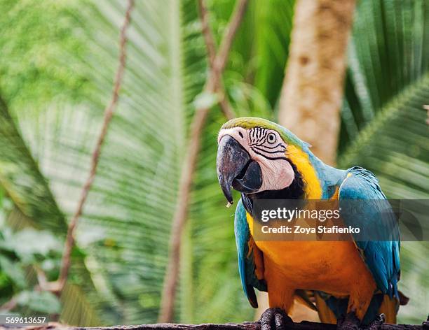 blue-and-yellow macaw looking at camera - tropical bird stock pictures, royalty-free photos & images