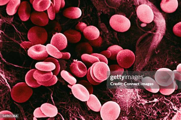 red blood cells - rotes blutkörperchen stock-fotos und bilder