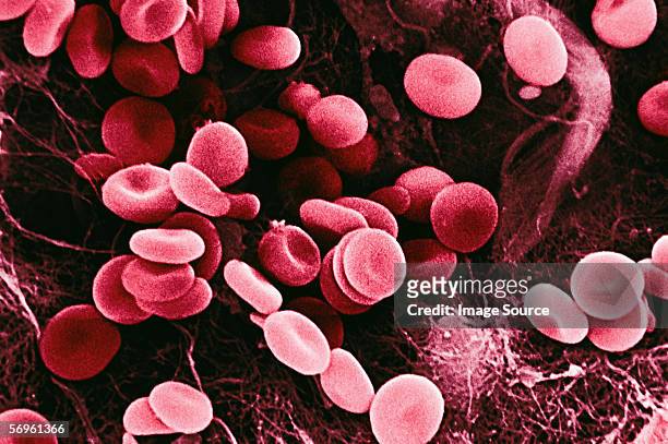 red blood cells - blood cell stock pictures, royalty-free photos & images