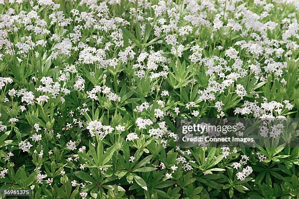 woodruff plant - sweet woodruff stock pictures, royalty-free photos & images