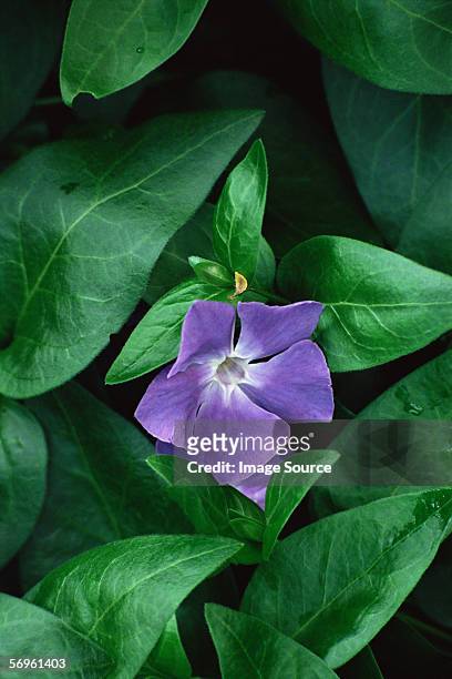 greater periwinkle - vinca major stock pictures, royalty-free photos & images