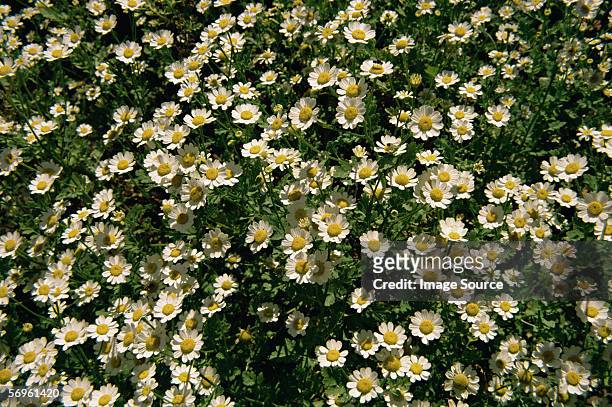 feverfew flowers - chrysanthemum parthenium stock pictures, royalty-free photos & images