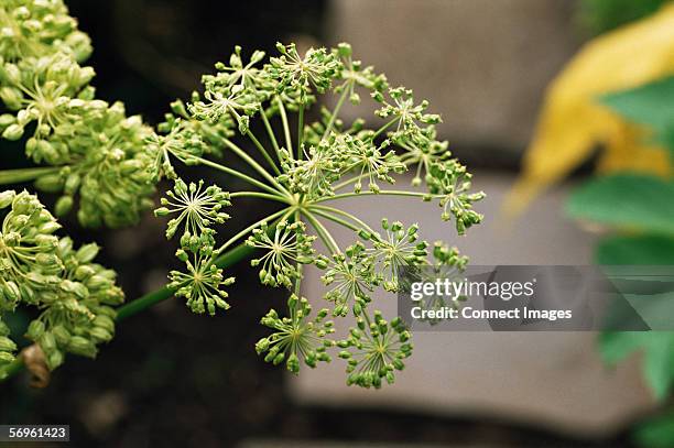 angelica plant - angelica archangelica foto e immagini stock