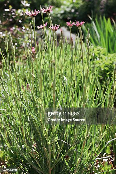 salsify plant - salsify stock pictures, royalty-free photos & images