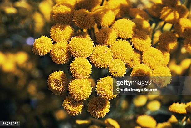 tansy flowers - tansy stock pictures, royalty-free photos & images