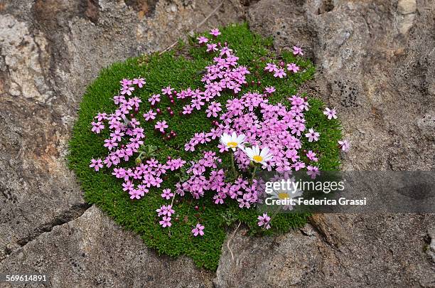 Androsace Rhs Androsace Photos and Premium High Res Pictures - Getty Images