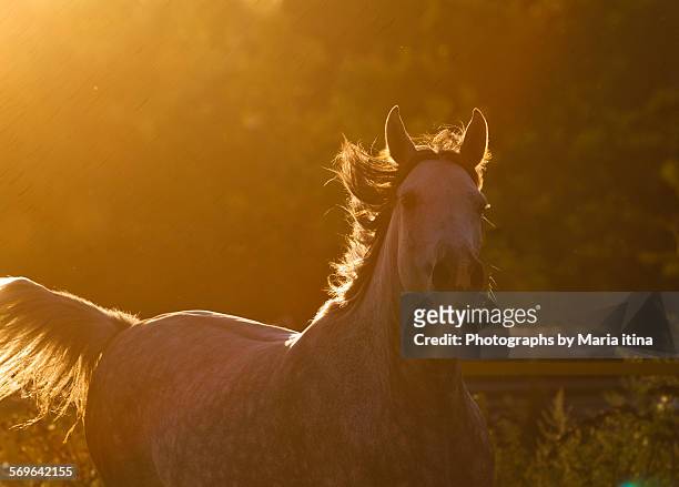 arabian horse in contour light - arabische volbloed stockfoto's en -beelden