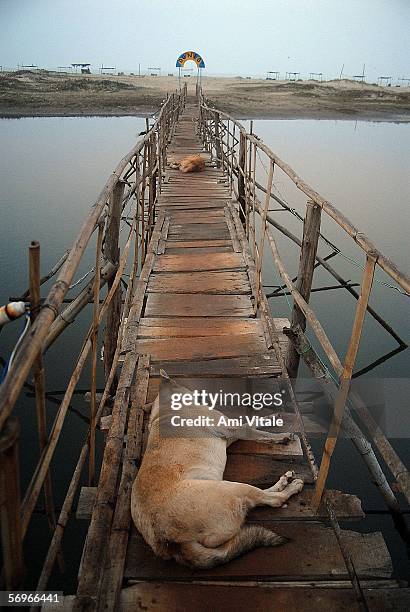 Dogs sleep in the morning on a bridge connected thatched huts to the beach for the mainly foreign tourists and travelers who come to get a taste of...