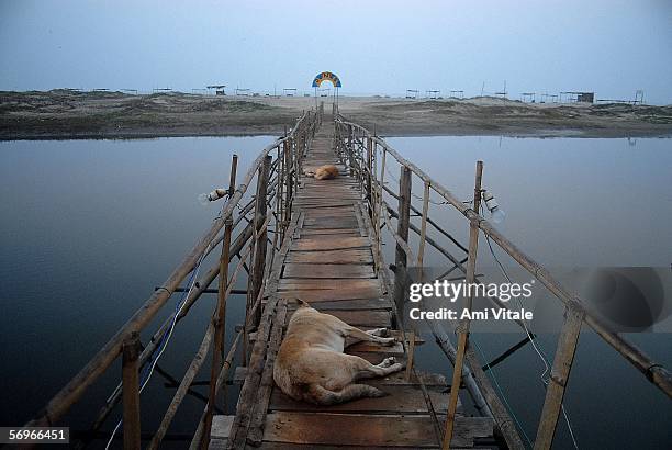 Dogs sleep in the morning on a bridge connected thatched huts to the beach for the mainly foreign tourists and travelers who come to get a taste of...