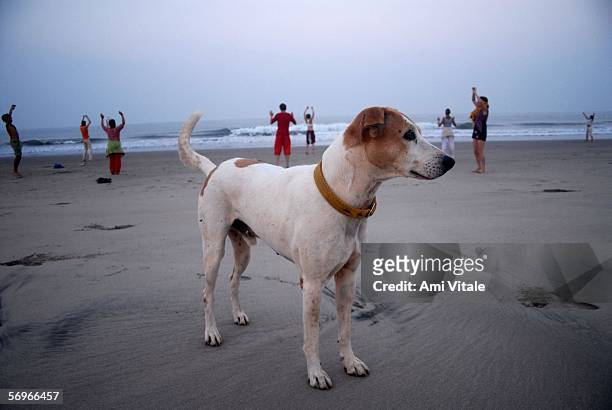 Dog stands nearby as foreign tourists and travelers dance along with music as part of a yoga/meditation retreat on February 27, 2006 in Arambol, Goa,...