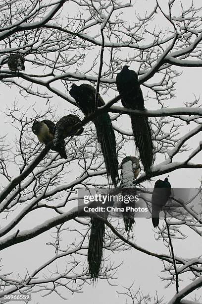 Peacocks roost atop a tree after snowfall at the Wuhan Zoo on February 28, 2006 in Wuhan of Hubei Province, China. Chinese Agriculture Minister Du...