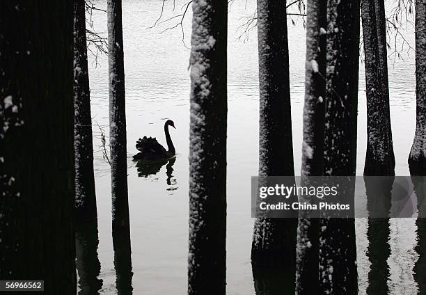 Black swan swims in a lake after snowfall at the Wuhan Zoo on February 28, 2006 in Wuhan of Hubei Province, China. Chinese Agriculture Minister Du...
