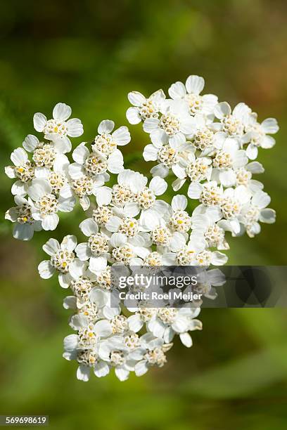 common yarrow; close-up of flower head - dalsland stock pictures, royalty-free photos & images