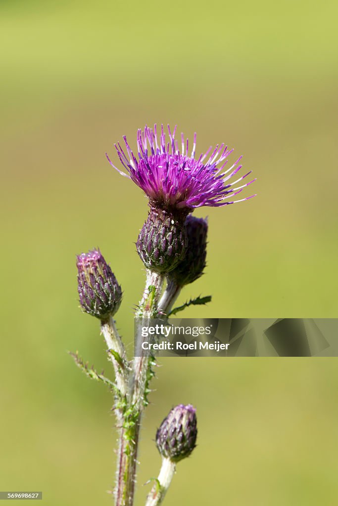 Creeping Thistle, flower and buds.