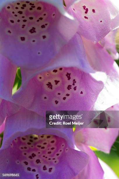 foxglove flowers, close-up - dalsland stock-fotos und bilder