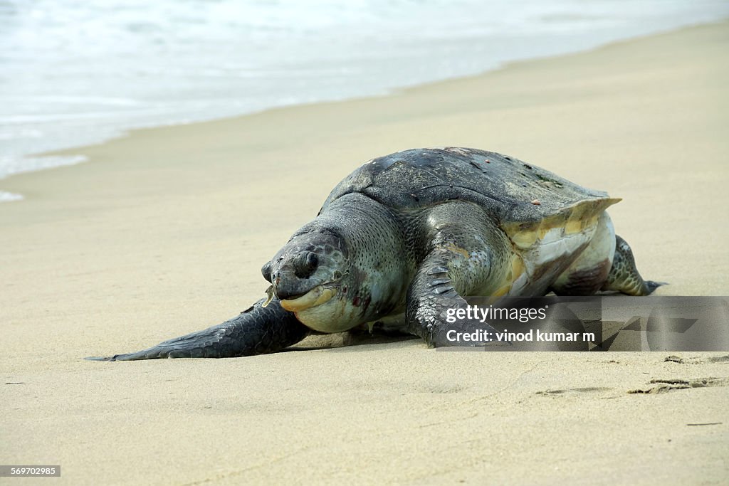Olive Ridley Sea turtle
