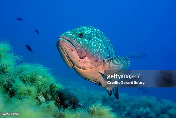 dusky gouper swimming over sea grass - grouper fotografías e imágenes de stock